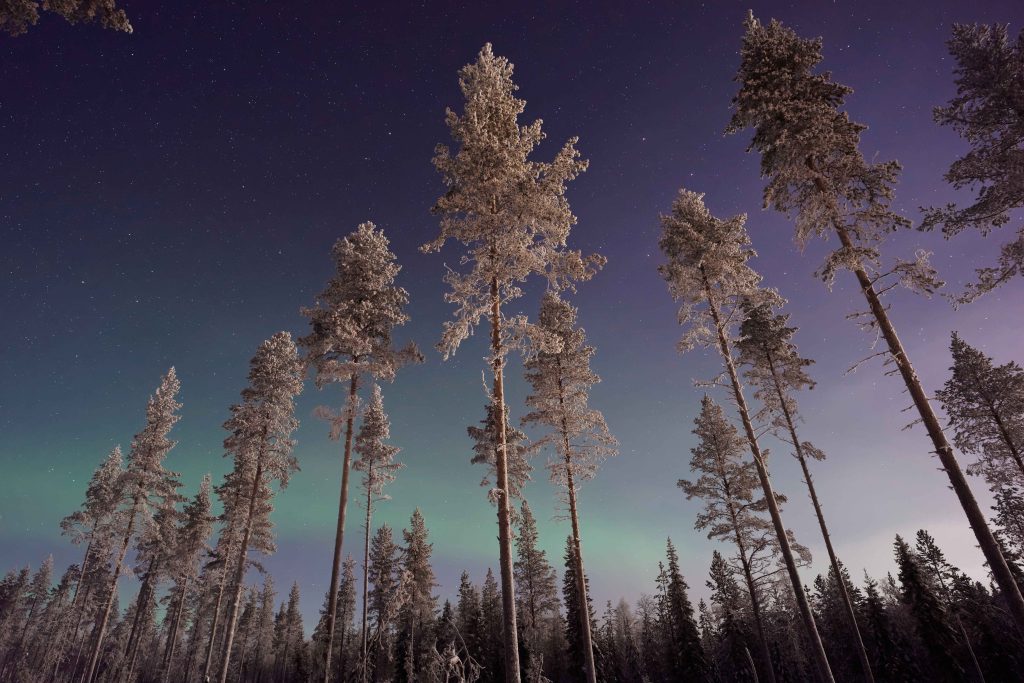 Pines against northern lights in Lapland, Finland