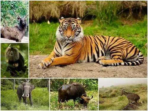 best jungle safari in india best jungle safari in india