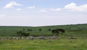  Most Fascinating Destinations in Tanzania for Indians