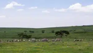 Most Fascinating Destinations in Tanzania for Indians