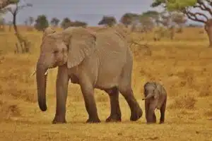 Most Fascinating Destinations in Tanzania for Indians