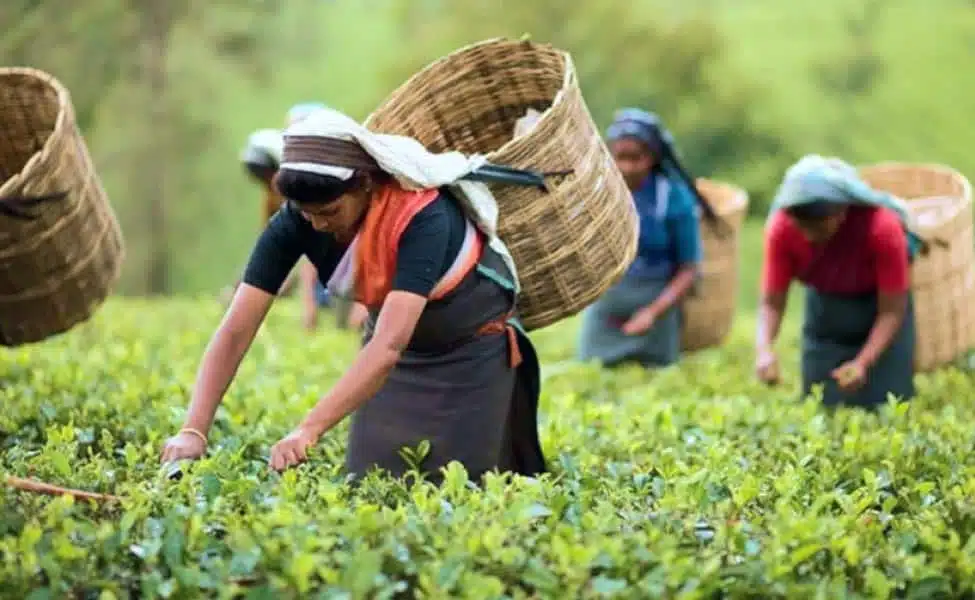 Tea Garden Bandapani
