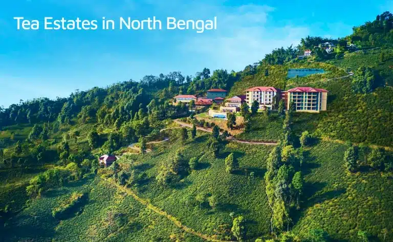 Tea Gardens in North Bengal