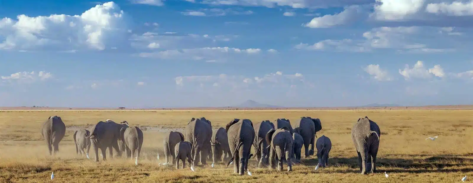 Amboseli- Kenya Tour