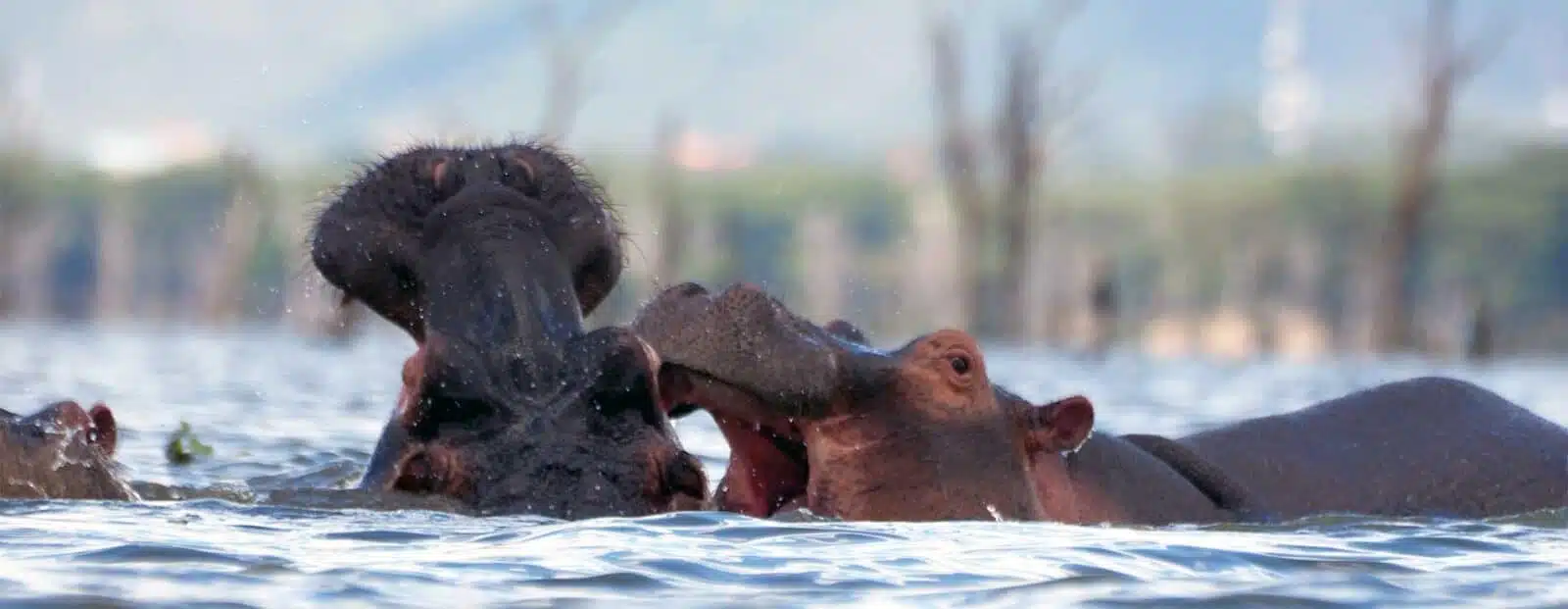 Lake Naivasha- Kenya Tour
