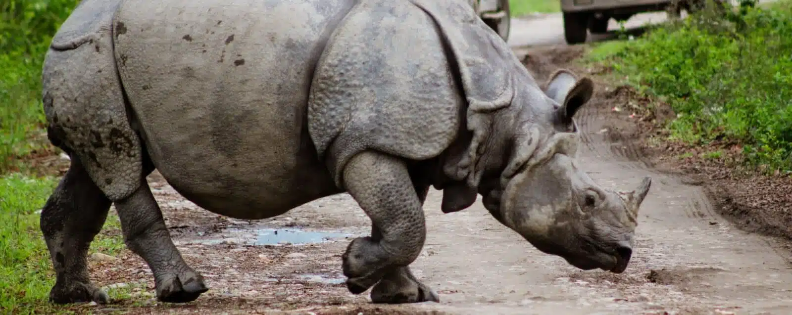 Kaziranga