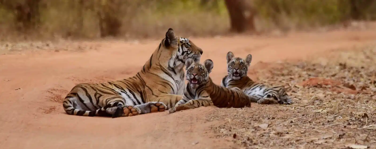 BANDHAVGARH
