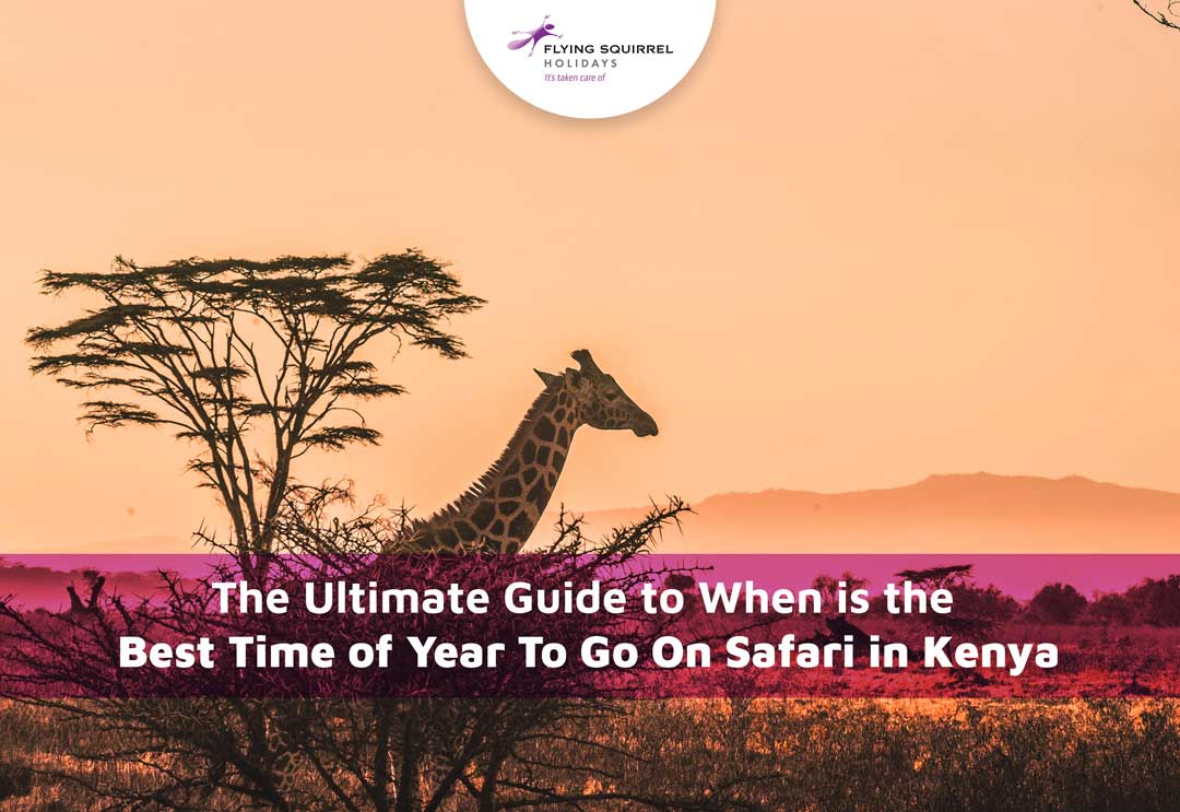 Best Time of Year To Go On Safari in Kenya