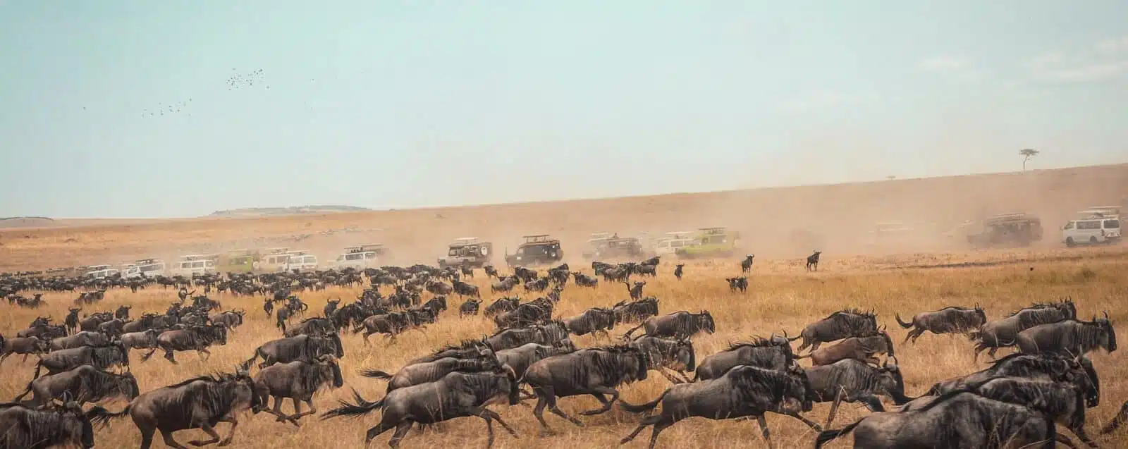 THE GREAT MIGRATION IN KENYA Tour