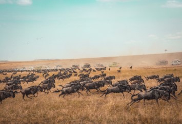 THE GREAT MIGRATION IN KENYA