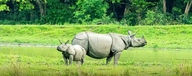 Incredible Places to Visit in Kaziranga National Park