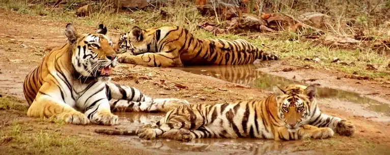 A Diamond at the Heart of India: The Best Places to Visit in Panna