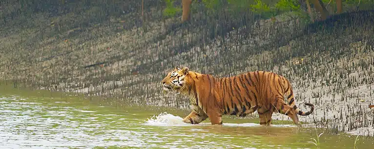 Exploring the Wild: Unleashing the Thrills of Jungle Safari in West Bengal