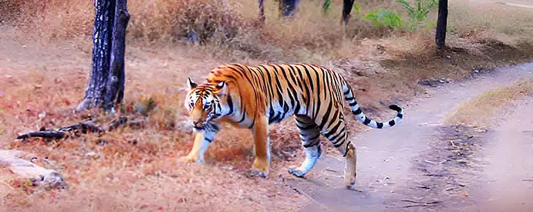 Exploring the Wild: Unleashing the Thrills of Jungle Safari in West Bengal