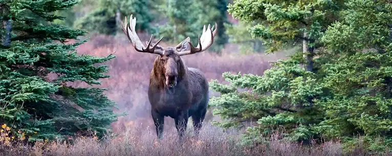 Discover the Best Nordic Country to Visit for Unforgettable Adventures