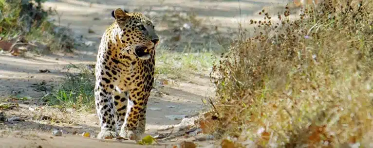 Kumbalgarh Jungle Safari