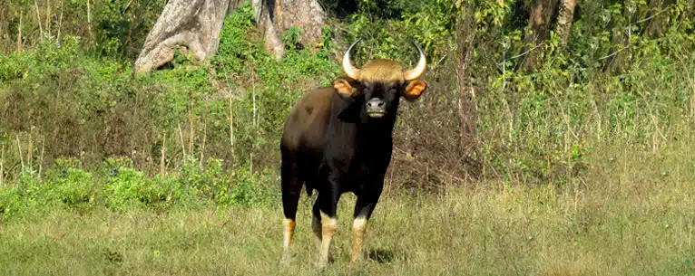 Exploring the Wild: Unleashing the Thrills of Jungle Safari in West Bengal