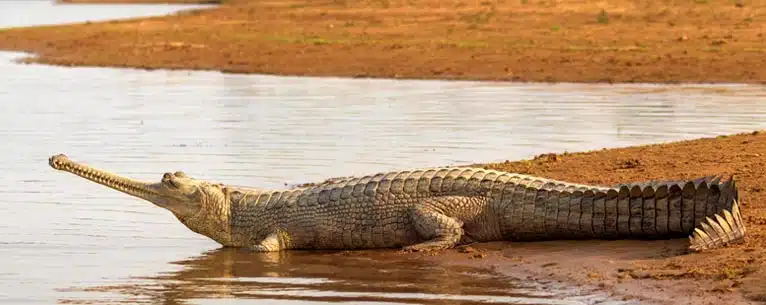 A Diamond at the Heart of India: The Best Places to Visit in Panna