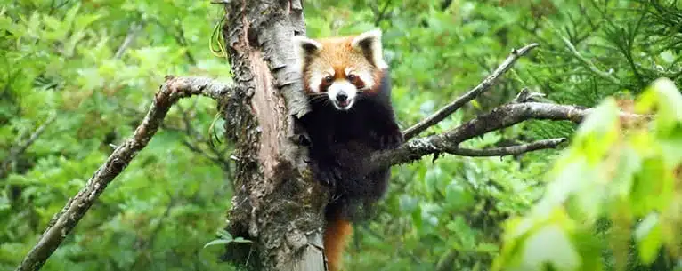 Exploring the Wild: Unleashing the Thrills of Jungle Safari in West Bengal