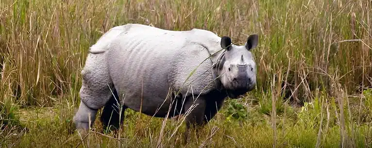 Incredible Places to Visit in Kaziranga National Park