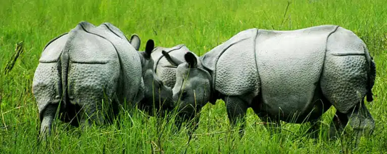 Exploring the Wild: Unleashing the Thrills of Jungle Safari in West Bengal