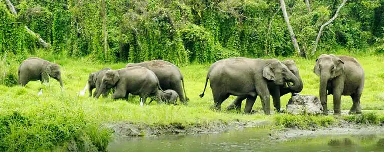 Exploring the Wild: Unleashing the Thrills of Jungle Safari in West Bengal
