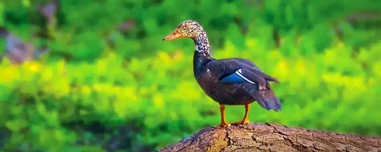 Incredible Places to Visit in Kaziranga National Park