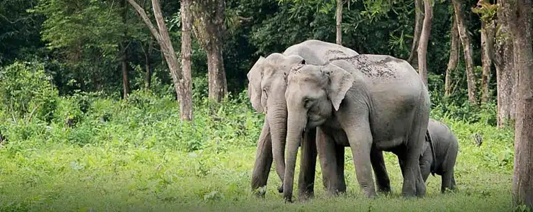 Incredible Places to Visit in Kaziranga National Park