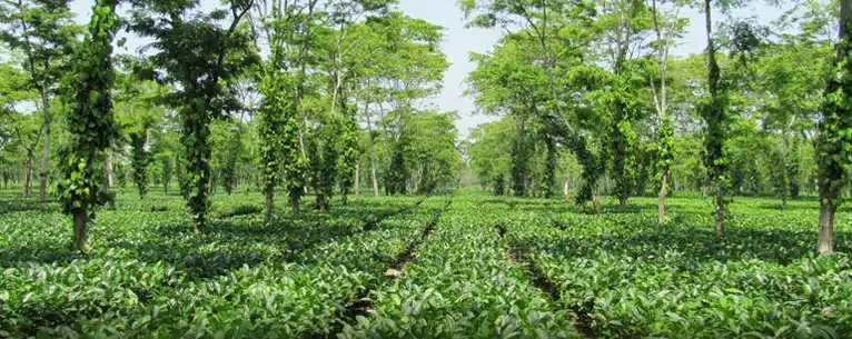 Incredible Places to Visit in Kaziranga National Park