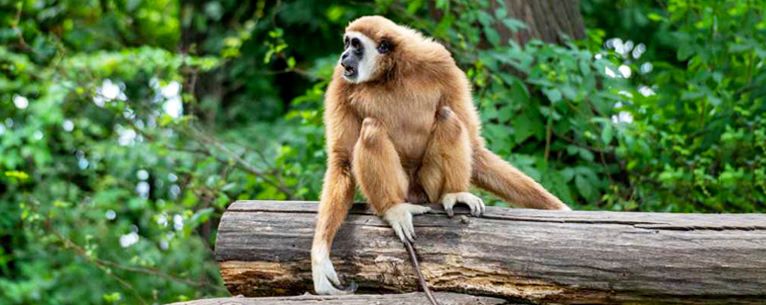 Hoollongapar Gibbon Wildlife Sanctuary