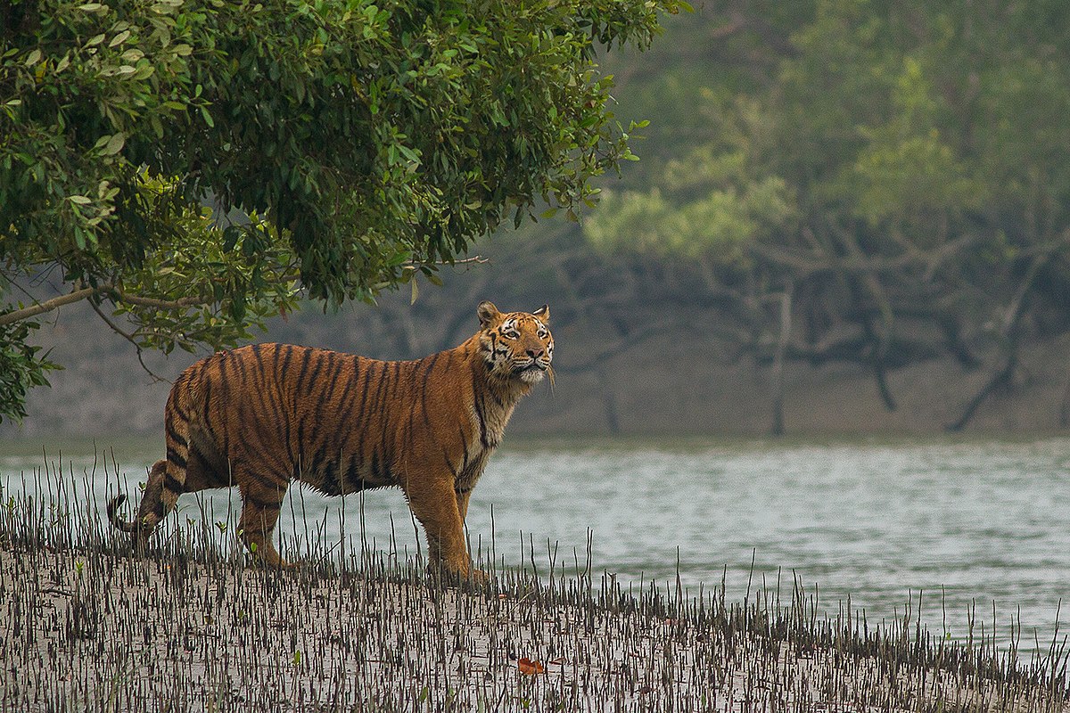 safari hutan di Benggala Barat - Taman Nasional Sundarbans
