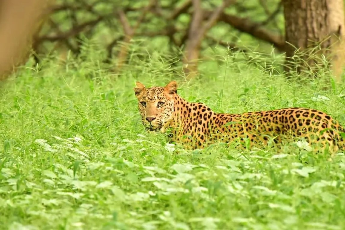 Leopard in Kumbalgarh jungle safari