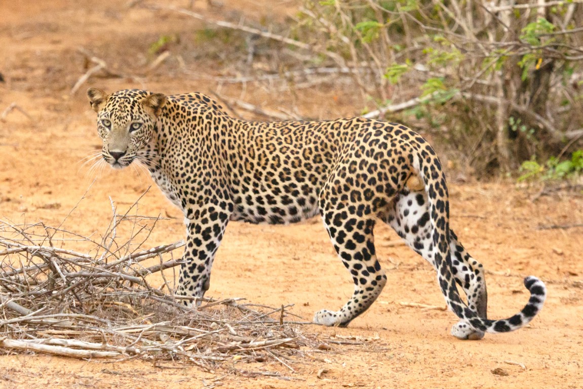 Kumbhalgarh leopard Safari in Rajasthan
