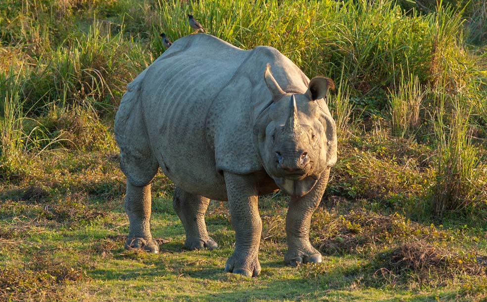 Rhino in Gorumara National Park