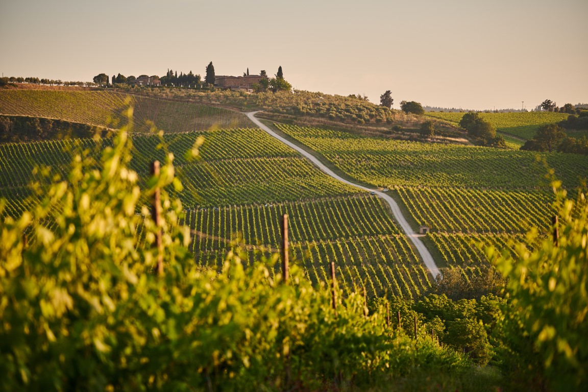     Pemandangan kebun anggur Italien saat matahari terbenam.  Di Tuscany