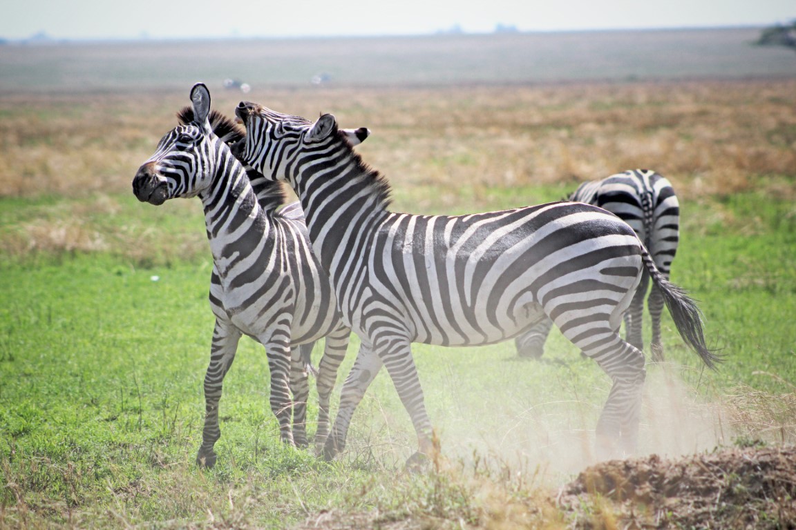 Taman Nasional Serengeti, Tanzania