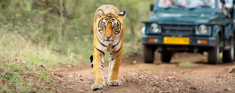 The Ultimate Guide to Bandhavgarh Jungle Safari