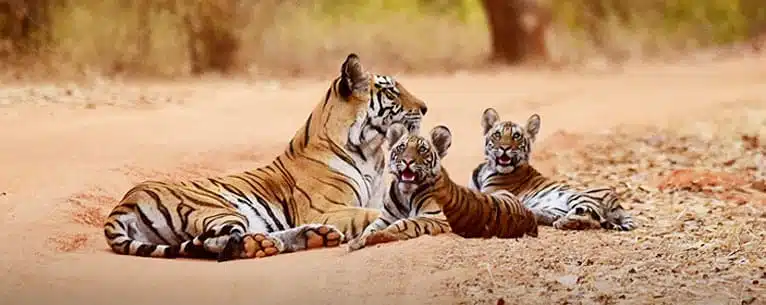 The Ultimate Guide to Bandhavgarh Jungle Safari: Everything You Need to Know