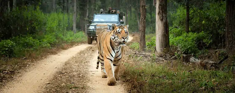 The Ultimate Guide to Bandhavgarh Jungle Safari