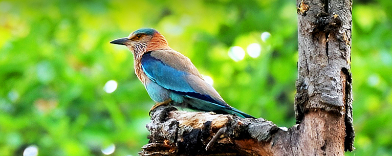 Bird watching in Bandhavgarh