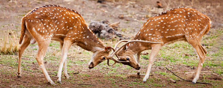 Fauna in Bandhavgarh