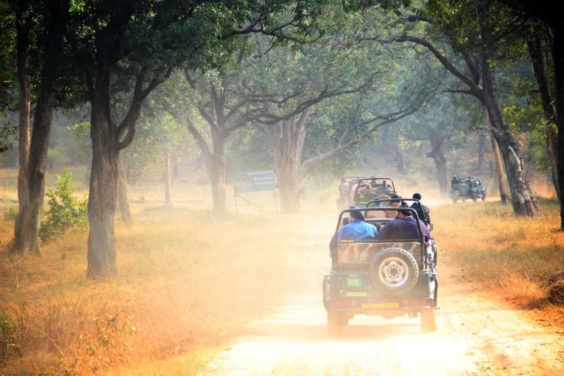 The Ultimate Guide to Bandhavgarh Jungle Safari: Everything You Need to Know