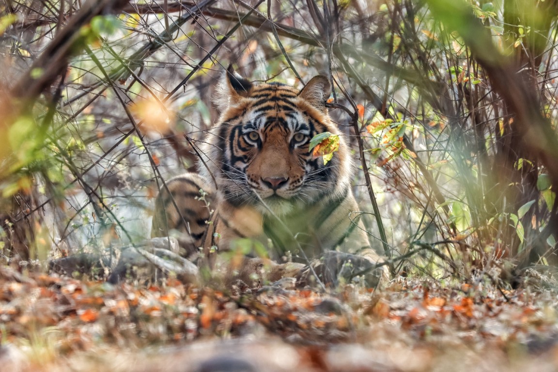 Tiger in Bandhavgarh Jungle Safari