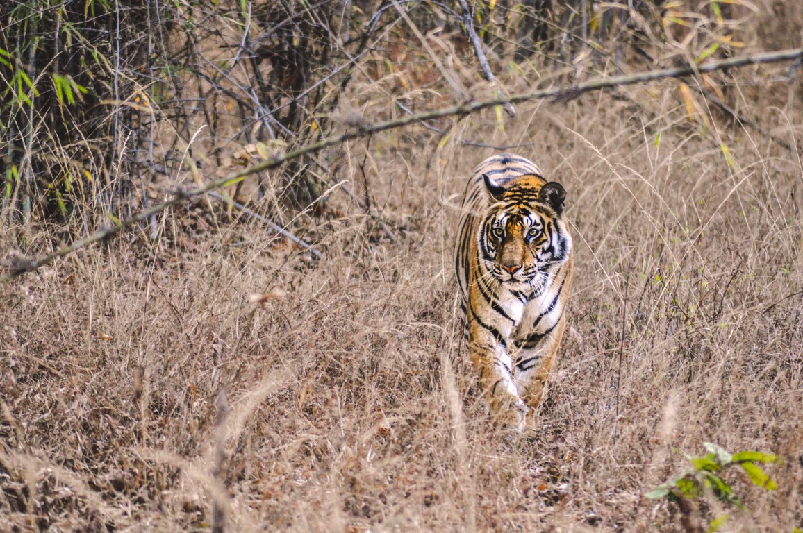 Royal Bengal Tiger in Bandhavgarh