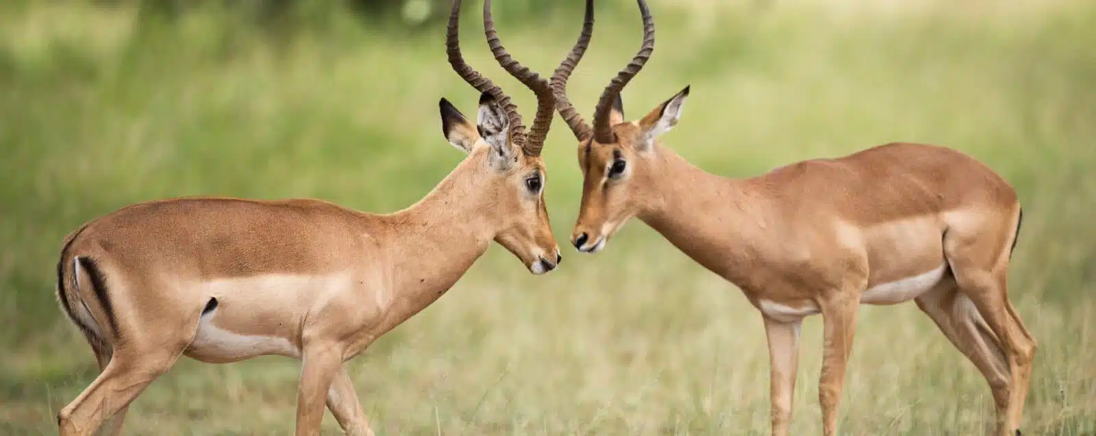 Kruger National Park