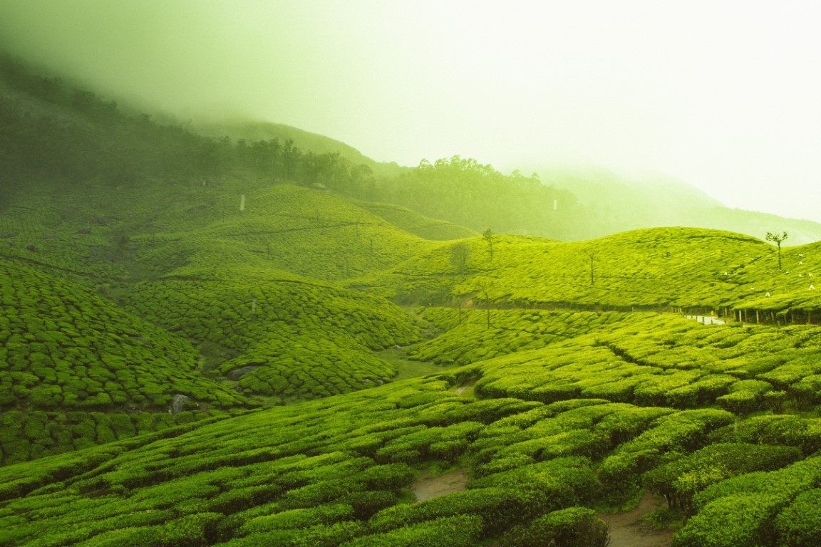 Munnar - For the love of Tea Plantations