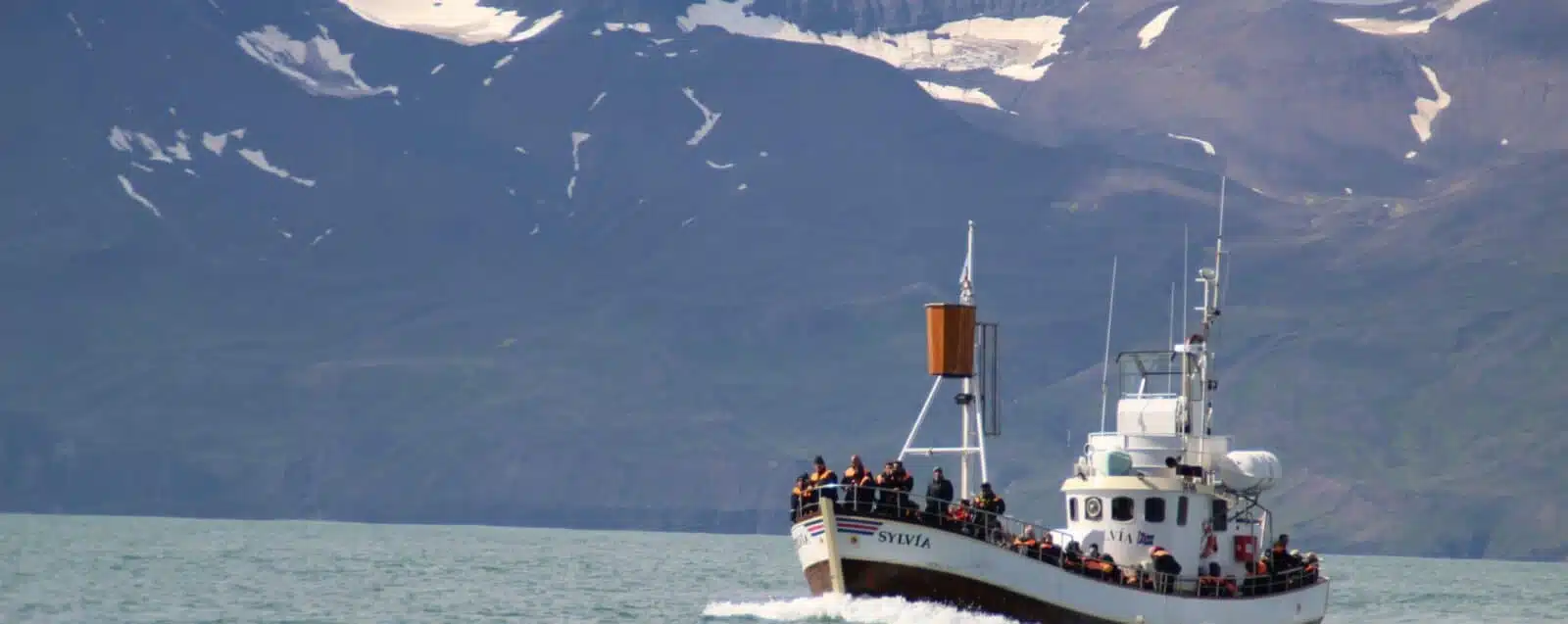 Whale Watching Tour