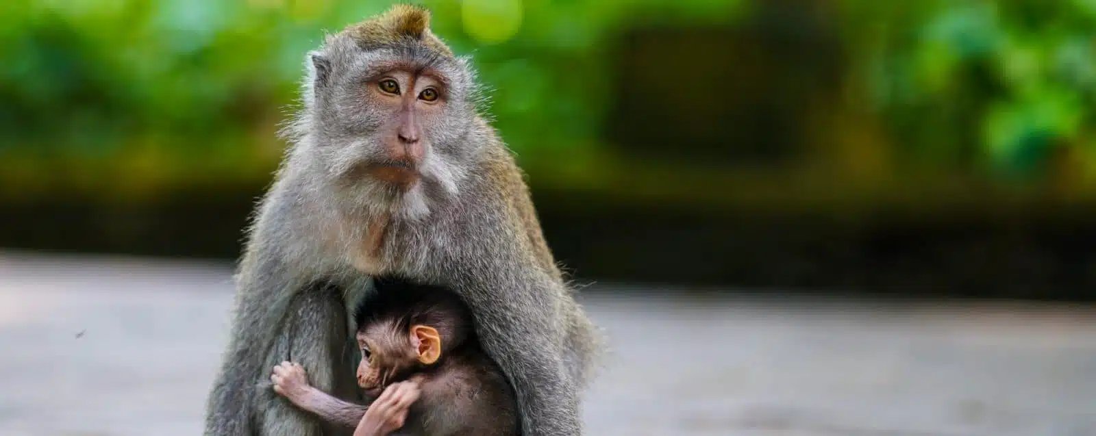Monkey Forest