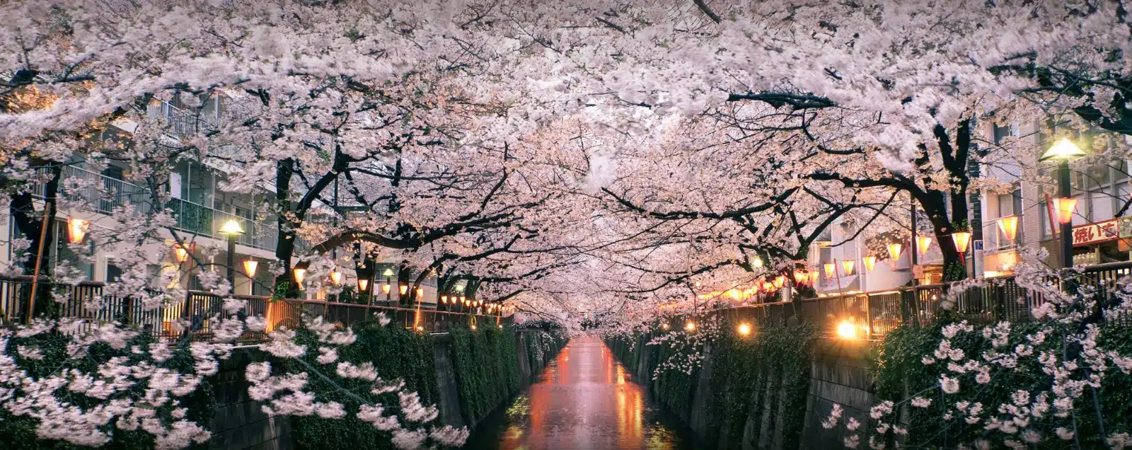 Japan spring holiday with cherry blossoms and cultural tours