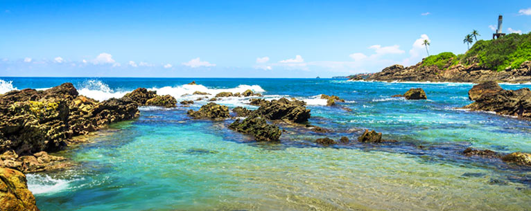 All You Need To Know About Whale Watching In Sri Lanka